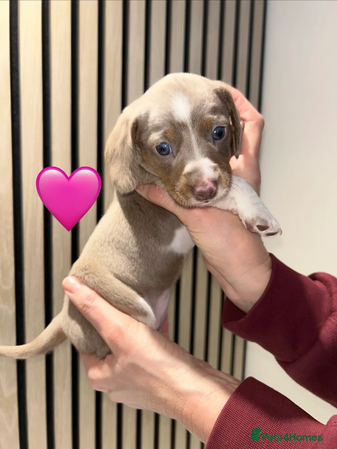 Miniature Dachshund dogs for sale: 4 beautiful miniature dachshund puppies - Advert 13