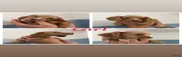 Sprocker dogs for sale: Sprocker puppies  - Advert 5