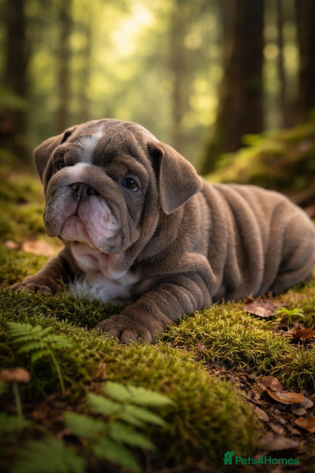 English Bulldog dogs Kc reg Bulldog babies  - Advert 1