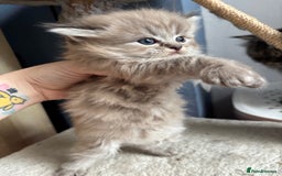 Perdoll cats for sale: Luxury Perdoll Kittens Available To Reserve  - Image 3