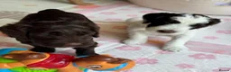 Australian Labradoodle dogs for sale: Australian labradoodle puppy Medium - Advert 8