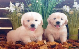 Golden Retriever dogs for sale: Fully health Tested Golden Retriever puppies - Image 1
