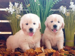 Golden Retriever dogs for sale - Advert 1
