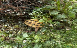 Tortoise reptiles for sale: beautiful Horsefield Female  - Image 3