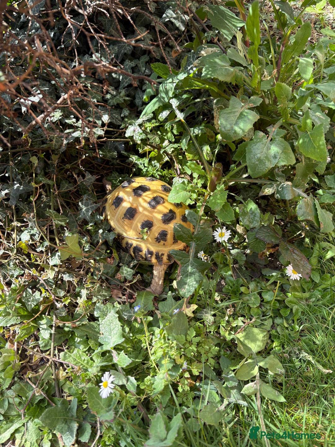 Tortoise reptiles for sale: beautiful Horsefield Female  - Image 3