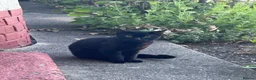 Mixed Breed cats for sale: Beautiful friendly Black 11 month old kitten  in Leeds - Advert 4