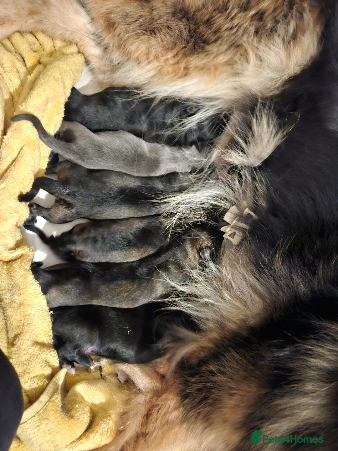 German Shepherd dogs for sale: Long haired straight backed German Shepherd pups. - Image 4