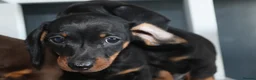 Miniature Dachshund dogs for sale: Beautiful miniature dachshund puppies  - Advert 12