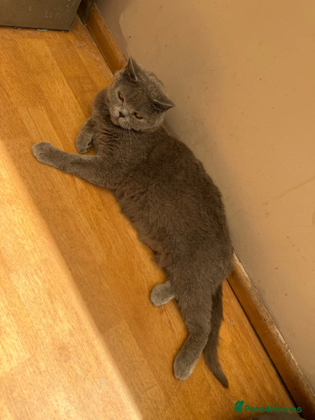 British Shorthair cats for sale: Calm Natured British Shorthair Female - Advert 2