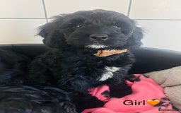 Cockapoo dogs for sale: F1 Cockapoo Puppies (1 boy and 2 girls left)  - Image 2