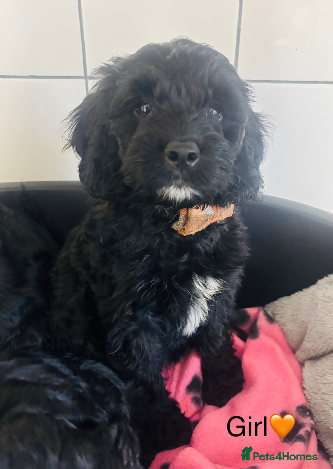 Cockapoo dogs for sale: F1 Cockapoo Puppies (1 boy and 2 girls left)  - Image 2