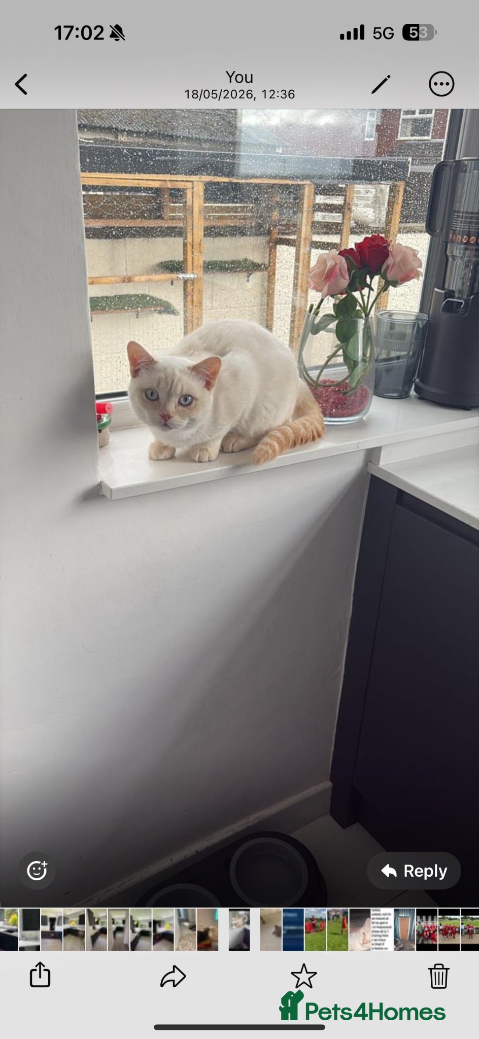 British Shorthair cats Two British short hairs. - Advert 3