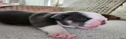 English Bulldog dogs for sale: British bulldog pups in Ammanford - Advert 10