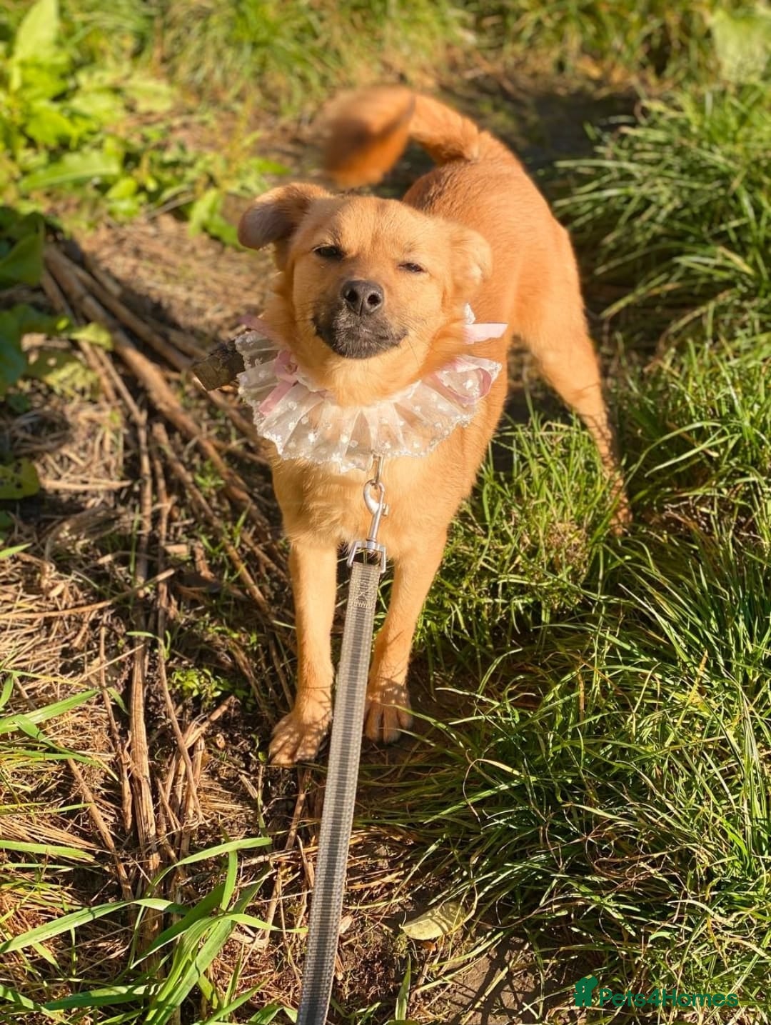 Mixed Breed dogs for adoption: 💖🐶 PENNY 🐶💖 - Advert 10