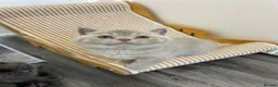 British Shorthair cats for sale: TICA Registered British Shorthair Kittens for Sale - Advert 7