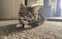 Domestic Shorthair cats for sale: Mixed breed kitten  - Image 4
