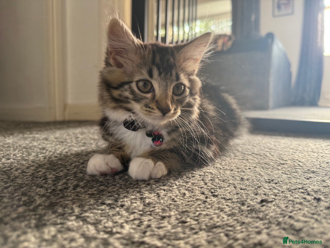 Domestic Shorthair cats for sale: Mixed breed kitten  - Image 4