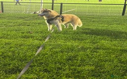 Siberian Husky dogs for sale: Mishka 1 year old Siberian husky  - Image 4
