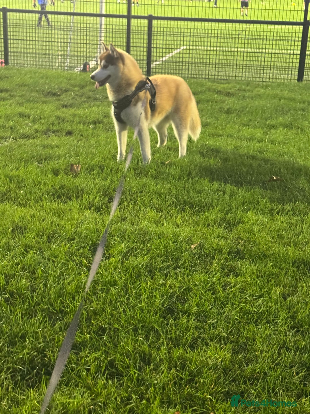 Siberian Husky dogs for sale: Mishka 1 year old Siberian husky  - Image 4