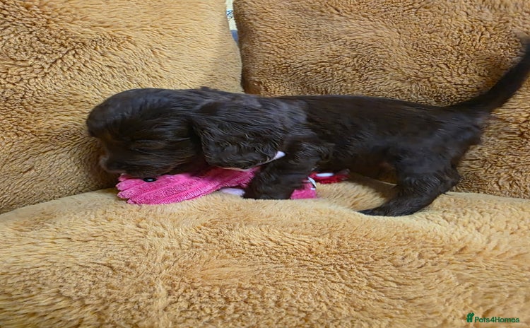 Cocker Spaniel dogs - Advert 2
