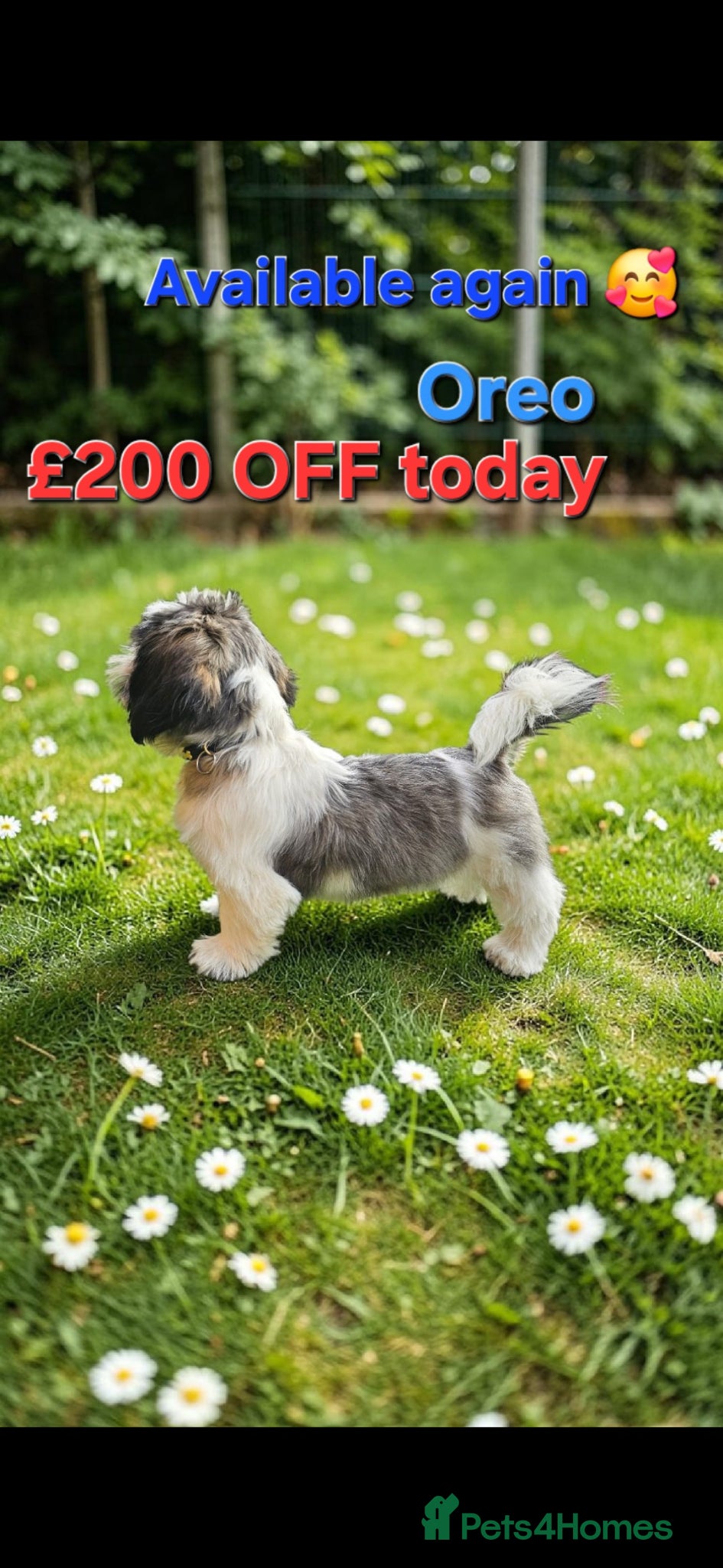 Shih Tzu dogs  💞 PURE STANDARD SHIH TZU 💕 - Advert 4
