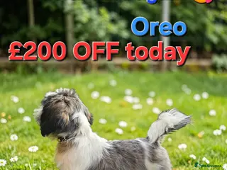Shih Tzu dogs 💞 PURE STANDARD SHIH TZU 💕 - Advert 4