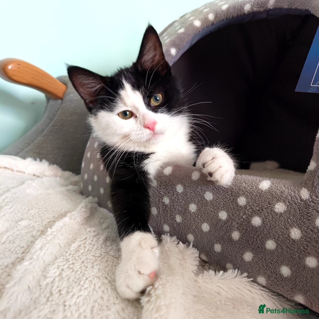 Mixed Breed cats for sale: Milio - Advert 4