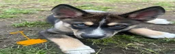 Shepsky dogs for sale: Shepskys - Advert 6