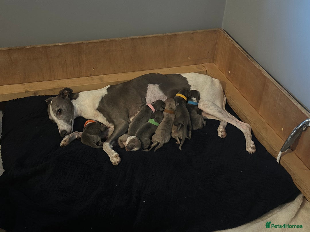 Whippet dogs for sale: READY NOW! STUNNING WHIPPET PUPPYS - Image 27