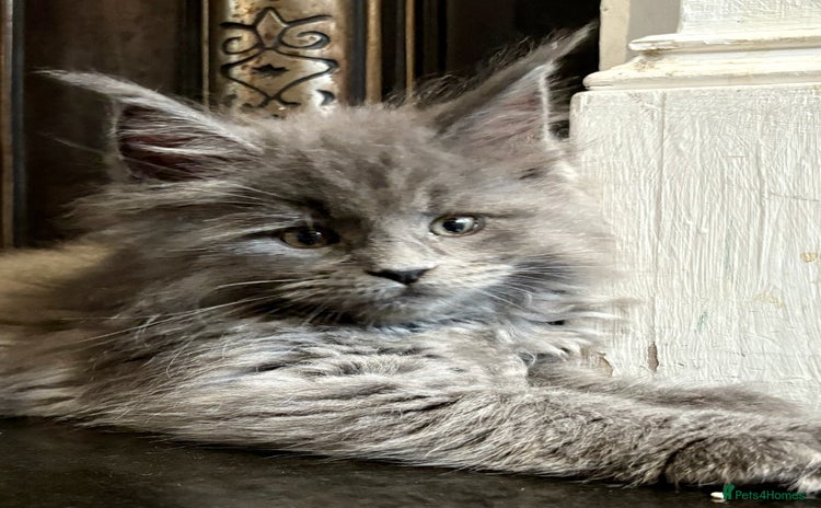 Maine Coon cats - Advert 2