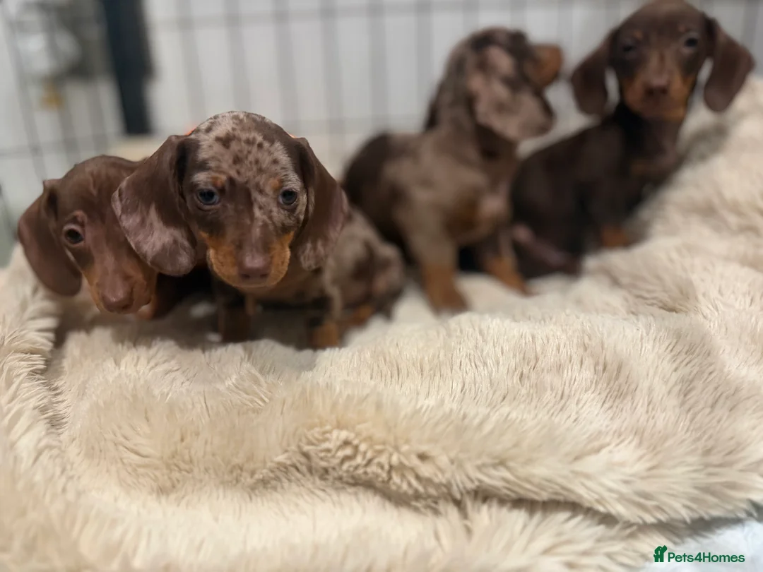 Miniature Dachshund dogs for sale: Beautiful Dachshund Male Puppies Ready now  - Advert 14