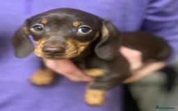 Miniature Dachshund dogs for sale: Miniature dachshunds READY for forever home 🐶🤎 - Image 36