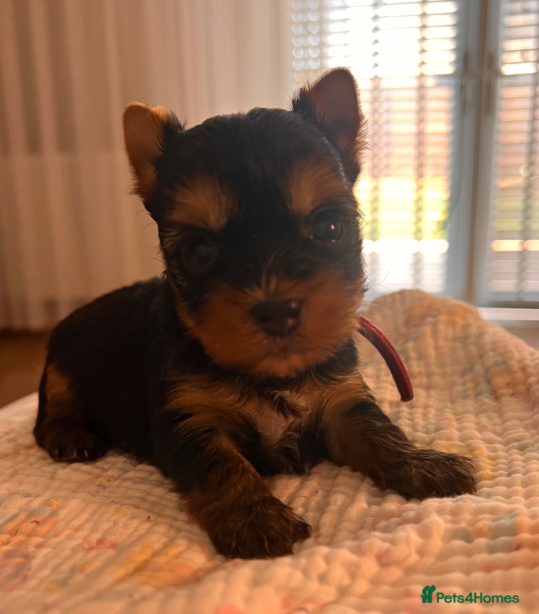 Yorkshire Terrier dogs ❣️ Beautiful Miniature Yorkshire Terrier Puppies❣️ - Advert 6