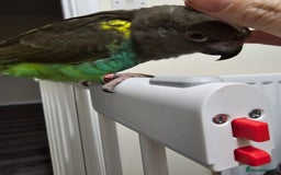 Parrots birds for sale: Myner parrort  - Image 2