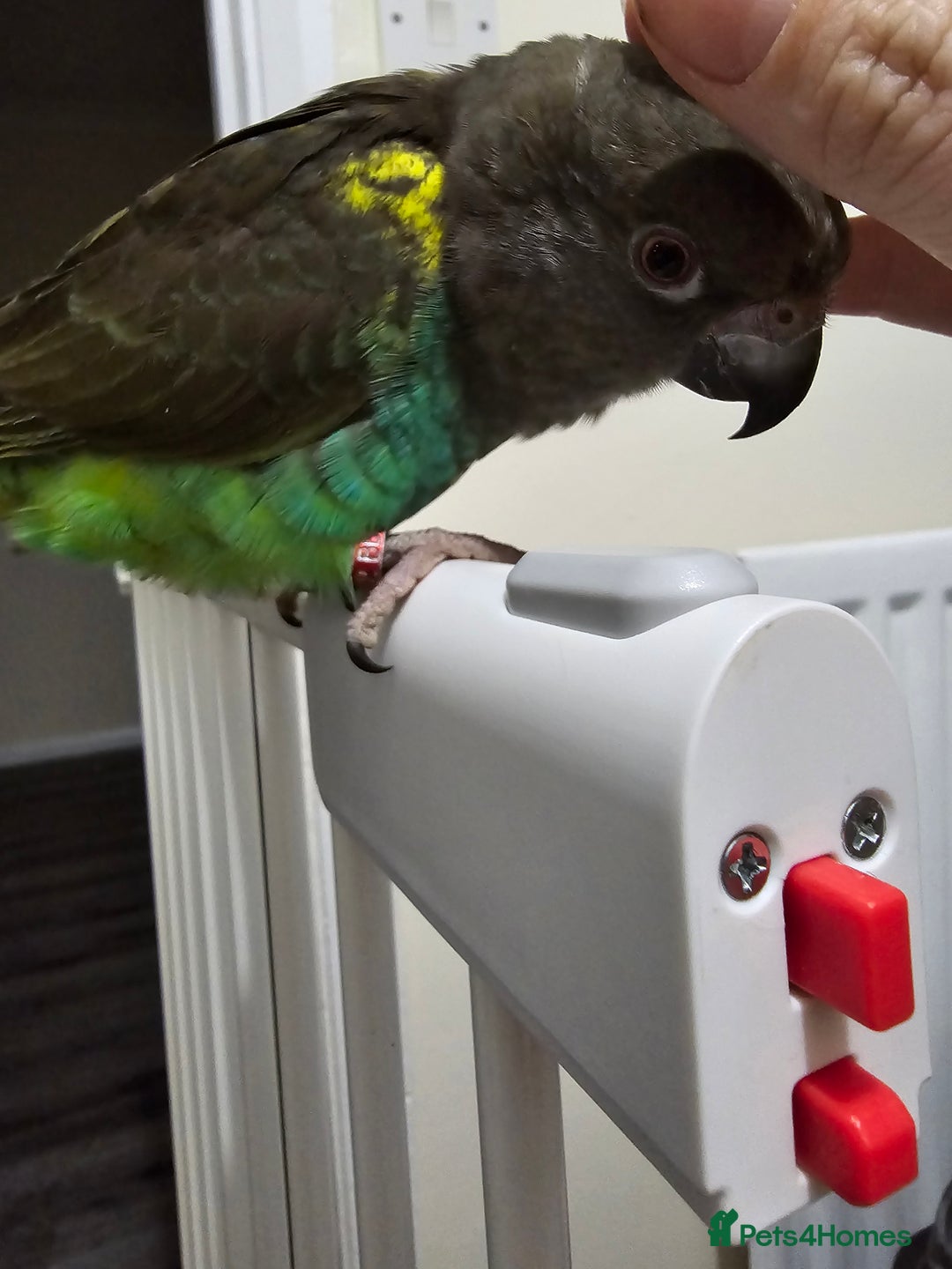 Parrots birds for sale: Myner parrort  - Image 2