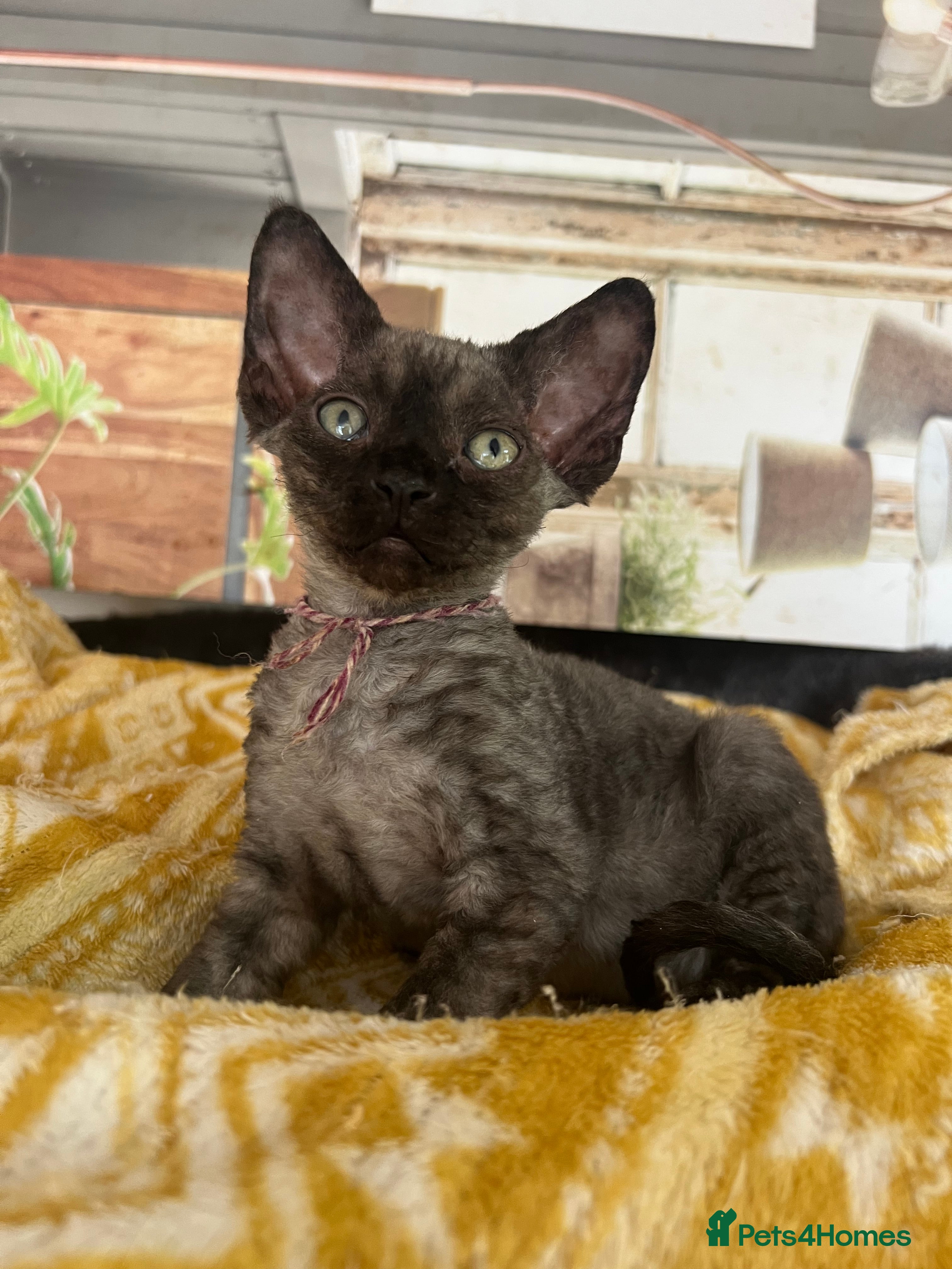 Devon Rex cats Affectionate Devon Rex kittens - Advert 2
