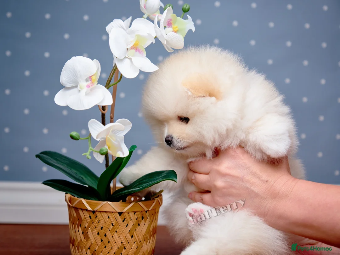 Pomeranian dogs for sale:  Pomeranian puppies. Last boy is still available - Advert 10