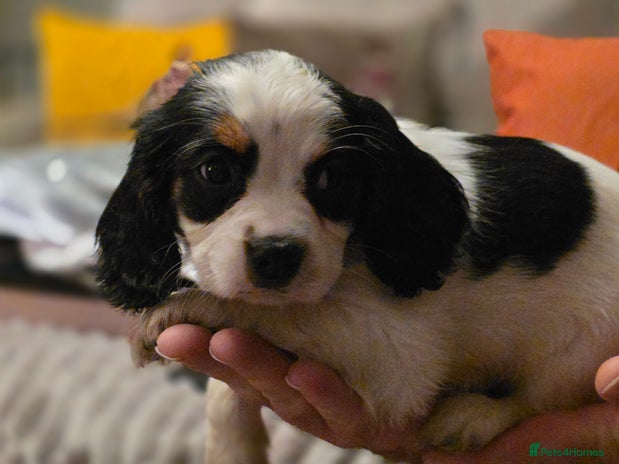 Cockalier dogs working cocker spaniel - Advert 11