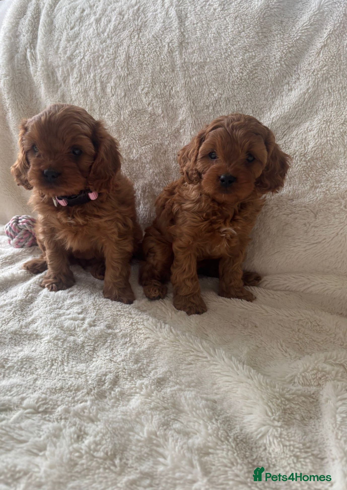Cavapoo dogs F1 Toy Cavapoo puppies - Advert 1