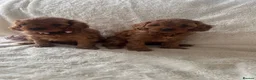 Cavapoo dogs for sale: F1 Toy Cavapoo puppies - Advert 1
