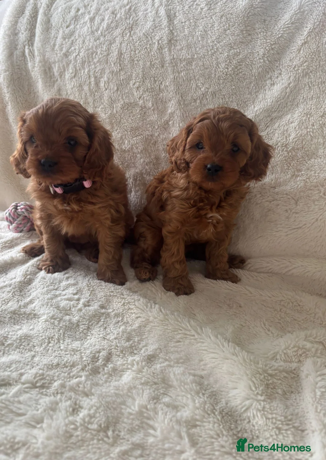 Cavapoo dogs for sale: F1 Toy Cavapoo puppies - Advert 1