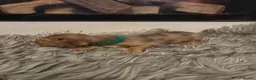 Dachshund dogs for sale: 7 Beautiful Dachshund Puppies - Advert 12