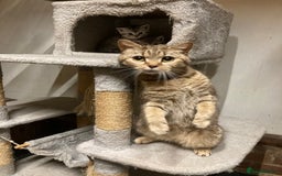 British Shorthair cats for sale: Healthy, happy kittens - Image 14