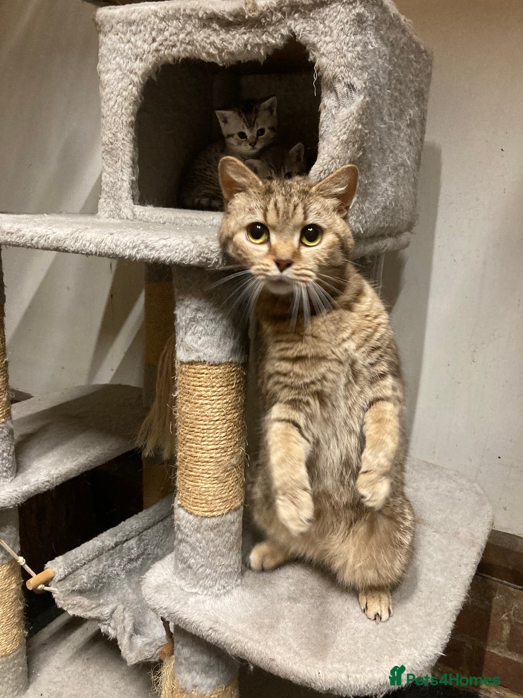 British Shorthair cats for sale: Healthy, happy kittens - Image 14