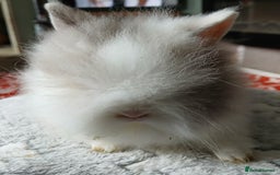 Lionhead rabbits for sale: Stunning DM Lionhead female baby rabbits  - Image 12