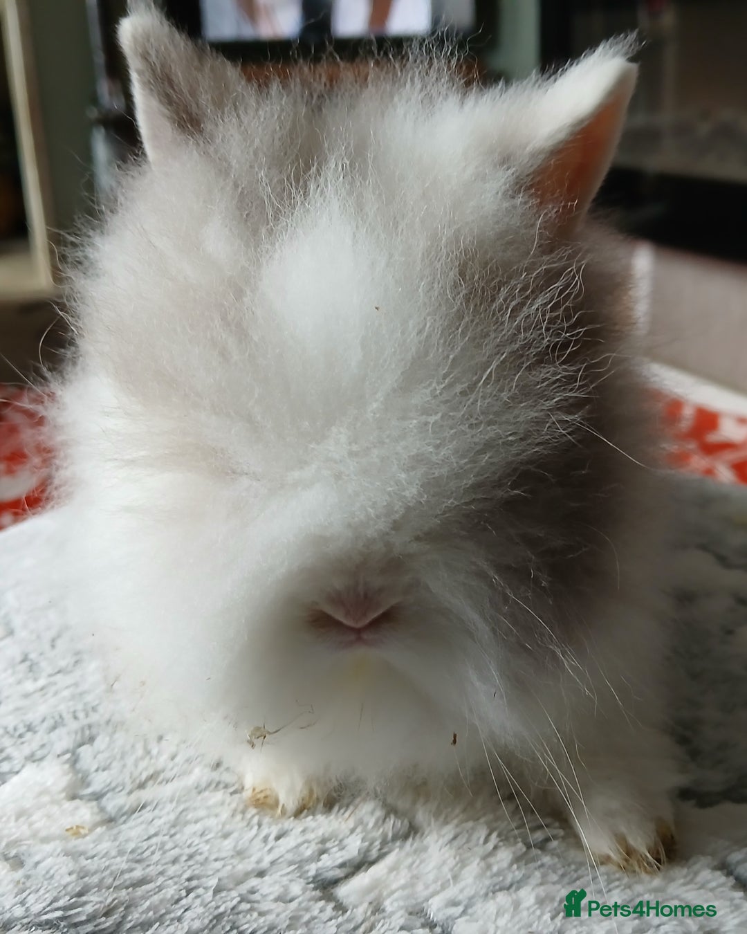 Lionhead rabbits for sale: Stunning DM Lionhead female baby rabbits  - Image 12
