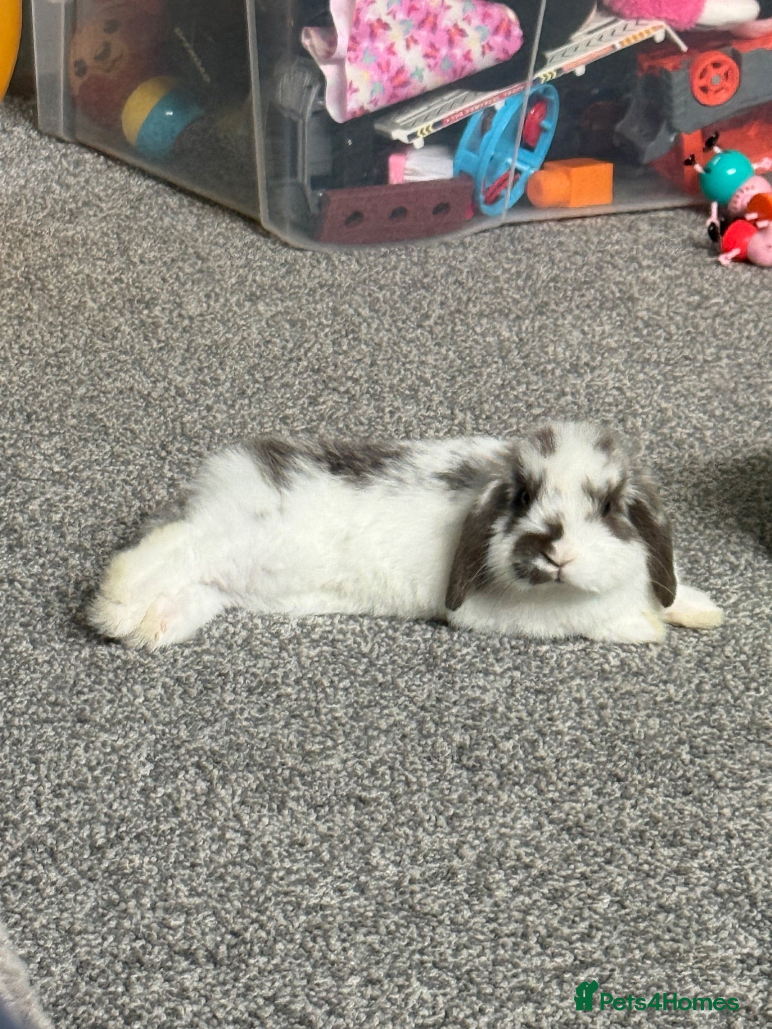 Mini Lop rabbits for sale: 6 month old Lop - Advert 1
