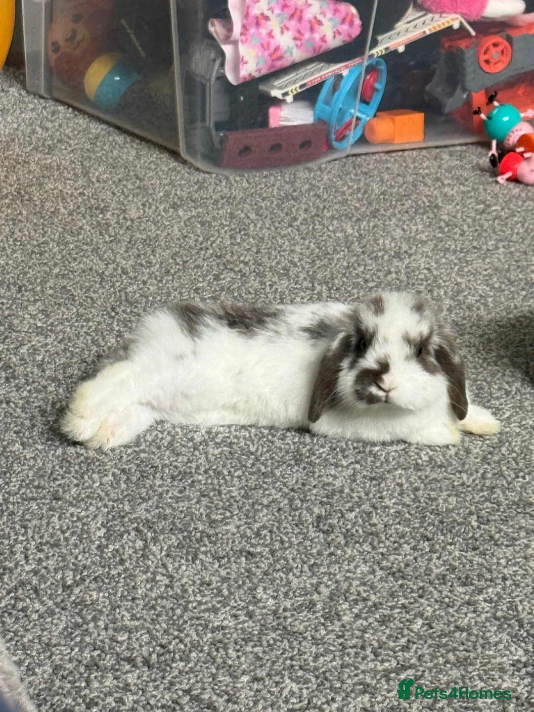 Mini Lop rabbits for sale: 6 month old Lop in Sunderland - Advert 1