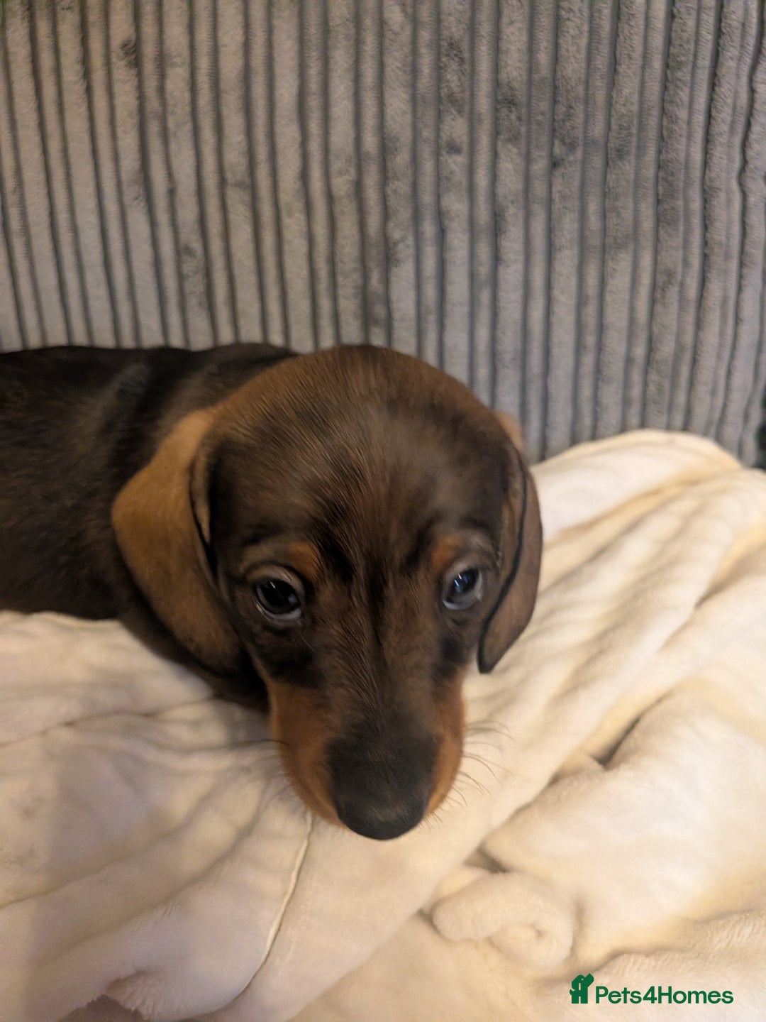 Dachshund dogs for sale: Dachshund puppies  - Advert 13