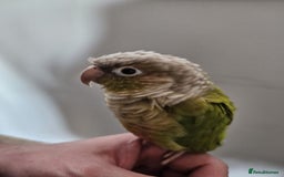 Conures birds for sale: Pineapple Conure fully tamed - Image 4